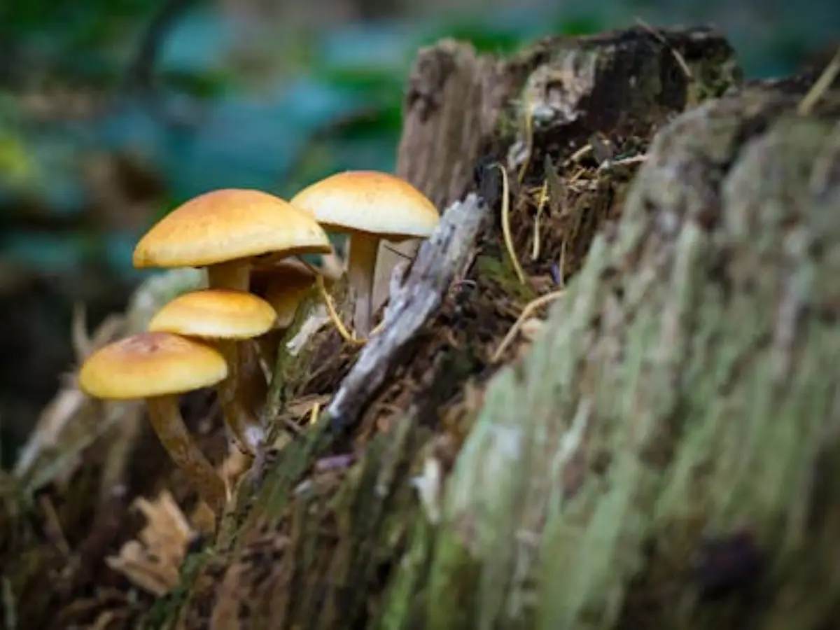What is the 'dangerous fungus'?