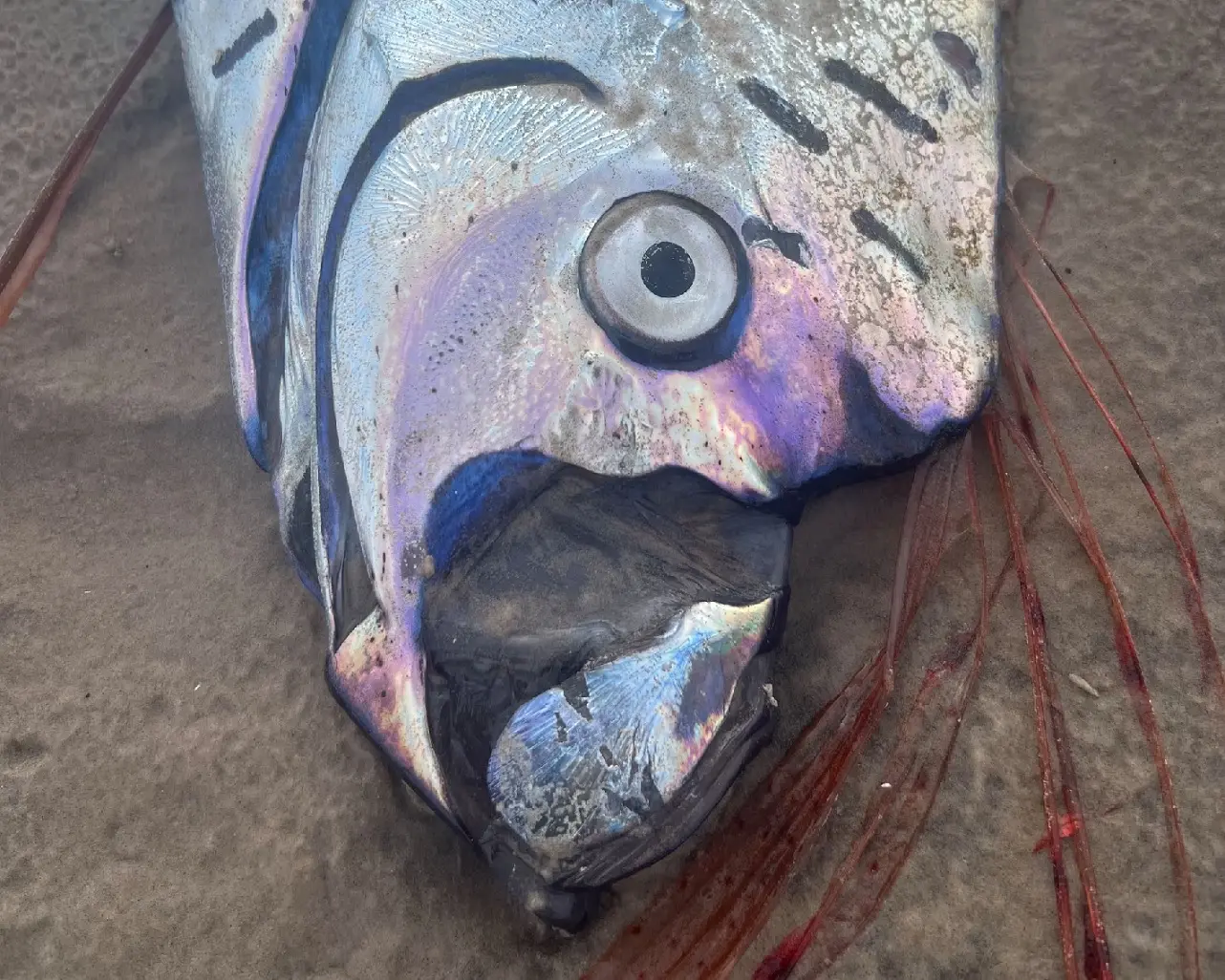 Mysterious ‘doomsday’ oarfish, feared to be omen of quakes, spotted in Australia