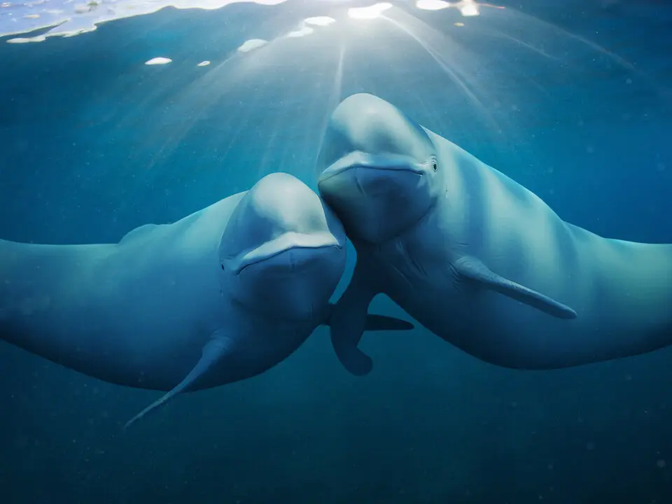 ‘Oceans are dying’: 6 deadly threats endangering marine life