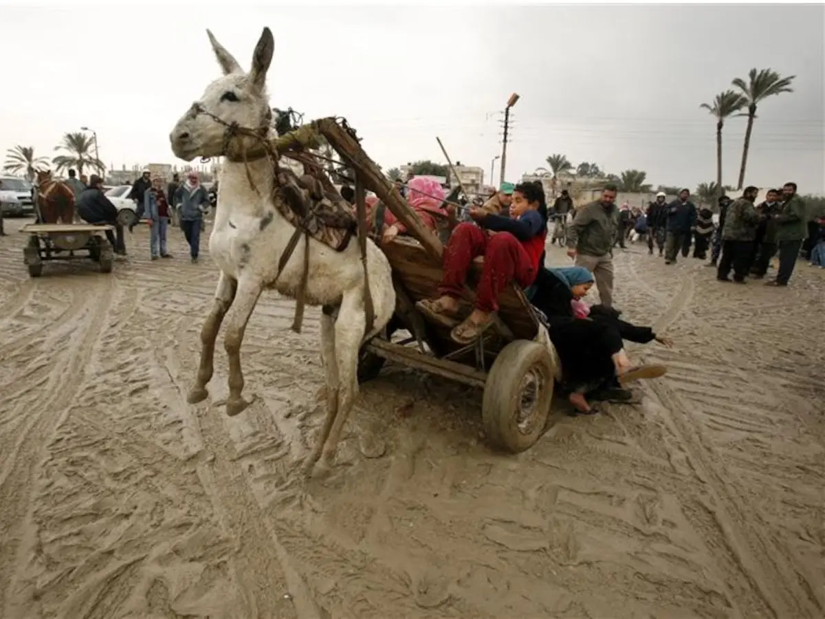 Ejiao Industry Expands, Exerts Global Impact