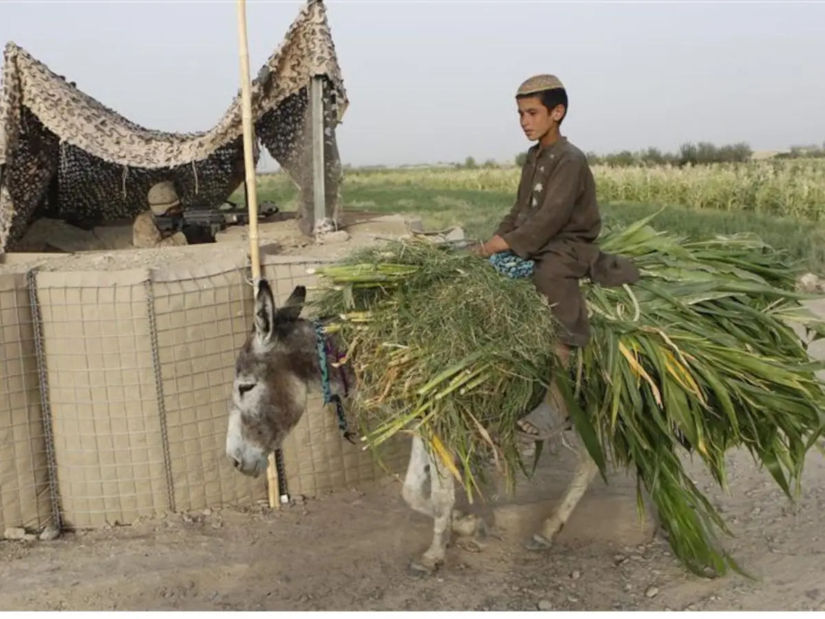 Establishment of Donkey Farms