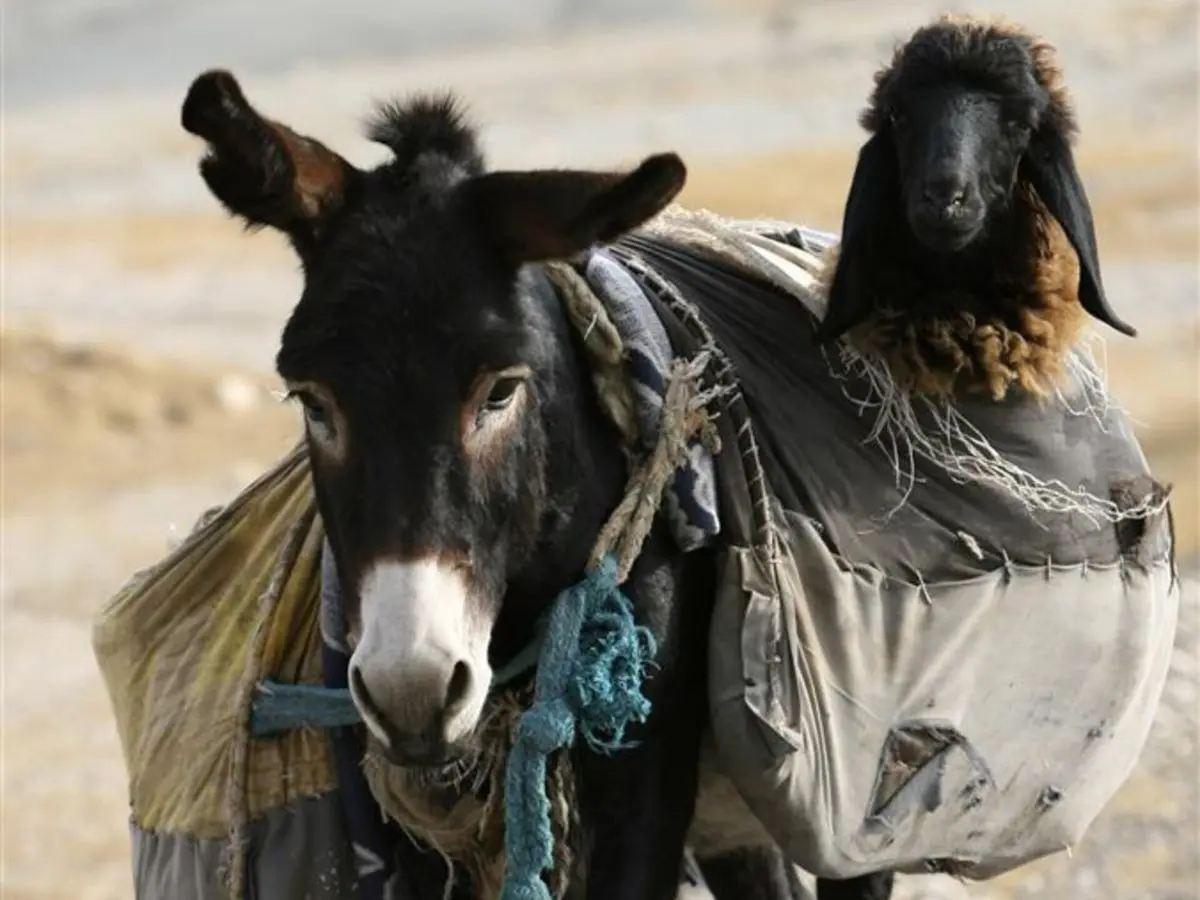 Global Dependency on Working Equids