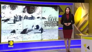 South Africa introduces no-fishing zones as African penguins reach brink of extinction