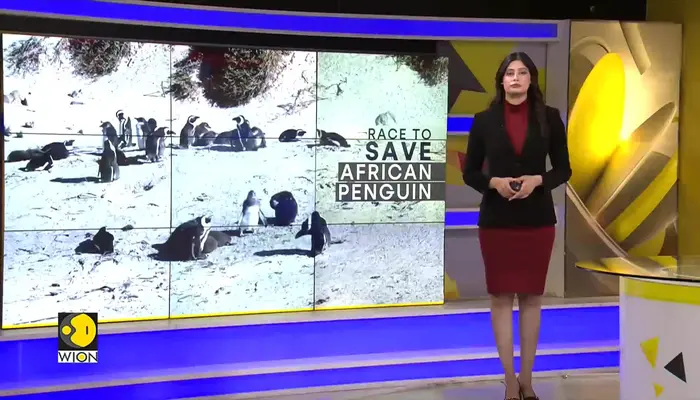 South Africa introduces no-fishing zones as African penguins reach brink of extinction