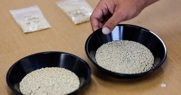 Japan's Rice Crisis: Soaring Prices, Political Fallout, and Solutions