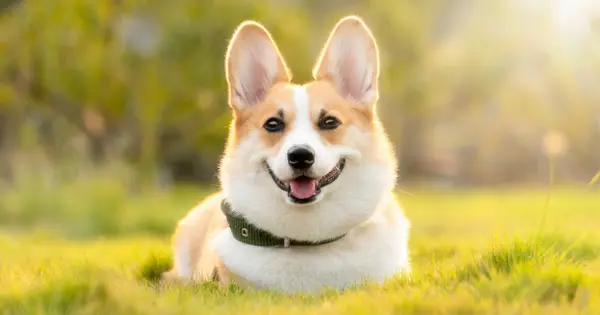 Iran Imposes Dog Walking Ban in Numerous Cities