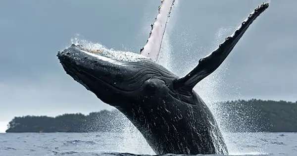Whales May Be Communicating, Mirroring Alien Communication