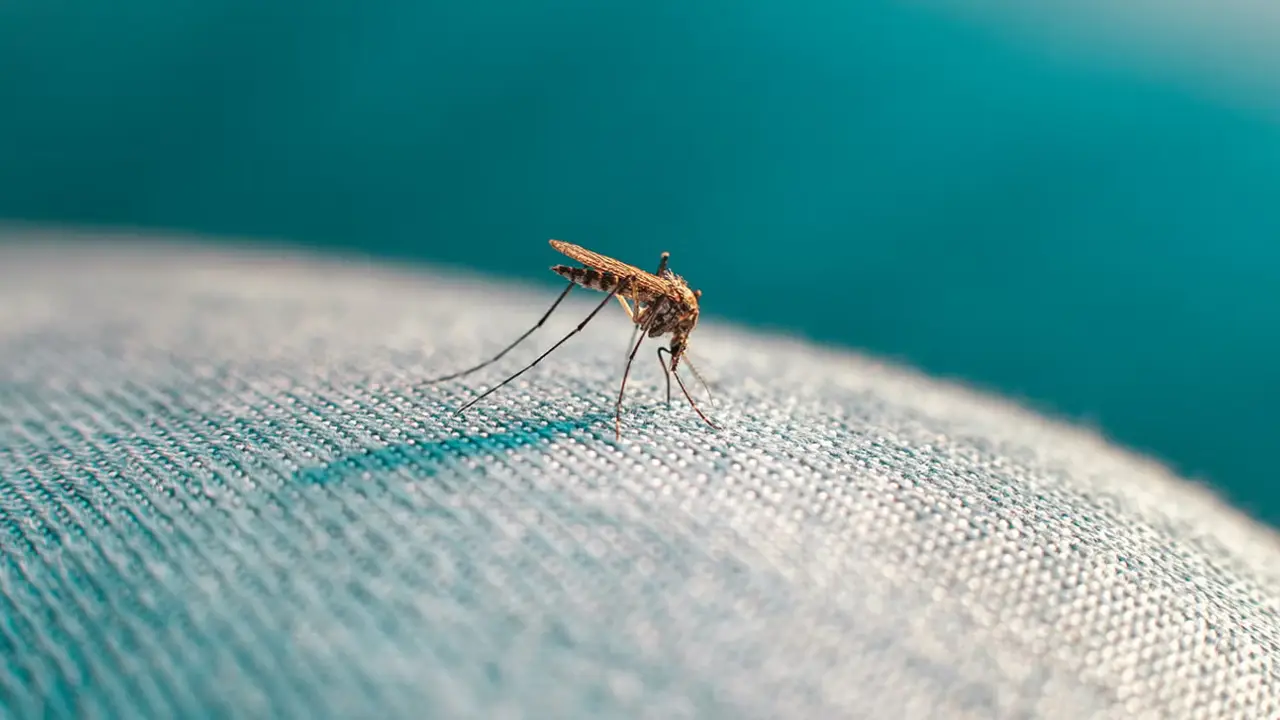 Use Mosquito Protection