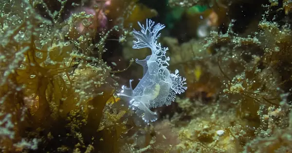 Tiny Predator Discovered Deep in Ocean Trench Off Chile