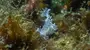 Predator discovered 26,246 feet deep inside the ocean is only 4 centimetres long