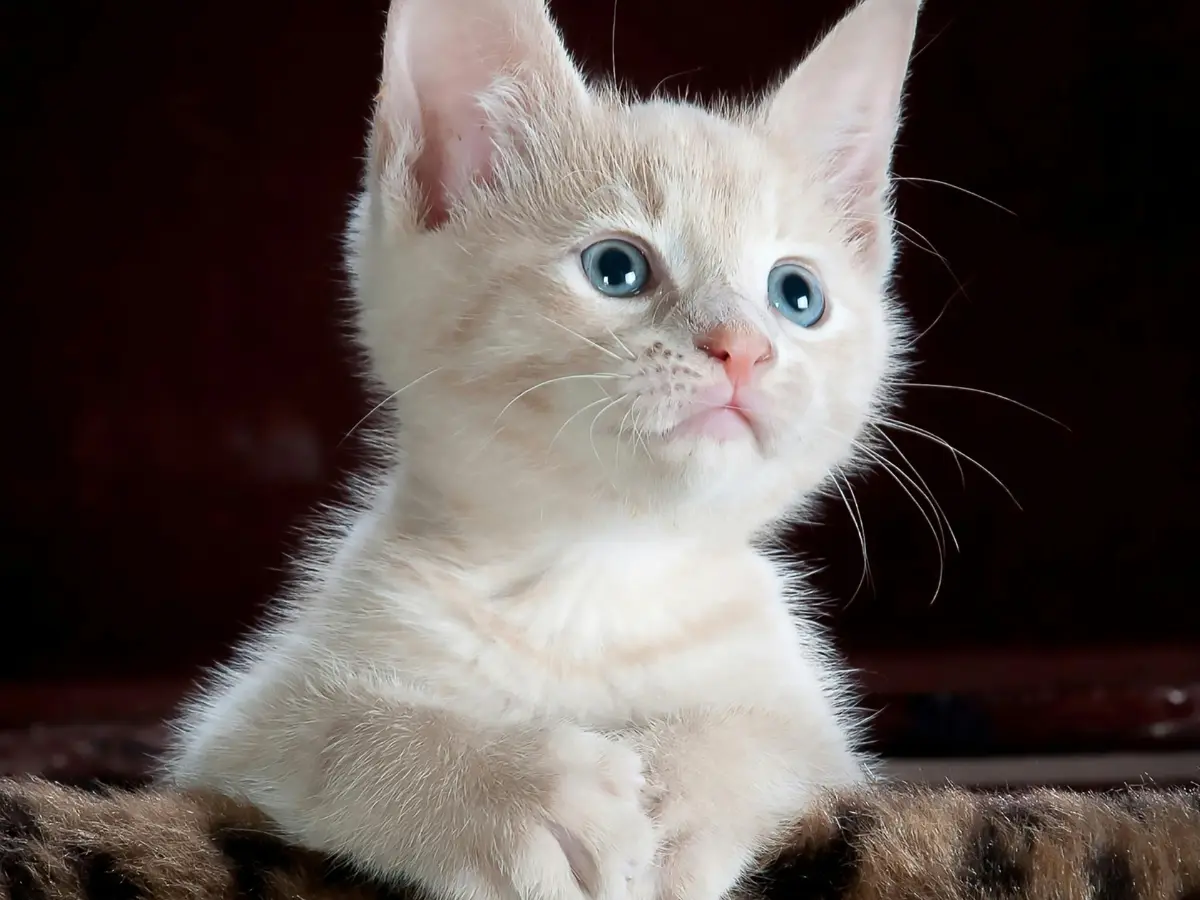 Domestic cat fur in clothes being passed off as 'faux fur' in Australia Domestic cat fur in clothes being passed off as 'faux fur' in Australia