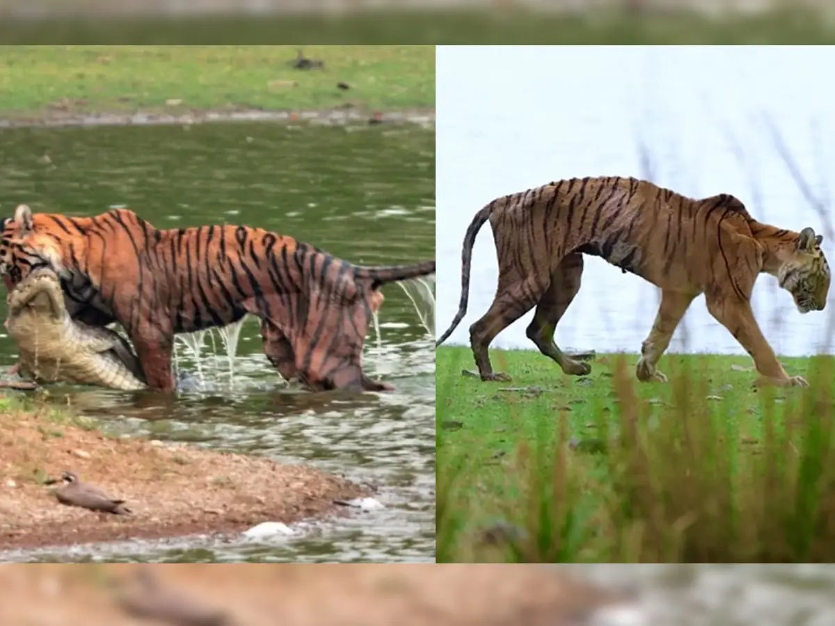 The 'Queen of Ranthambore' is dead: Tigress Arrowhead’s last moments capture a life of strength