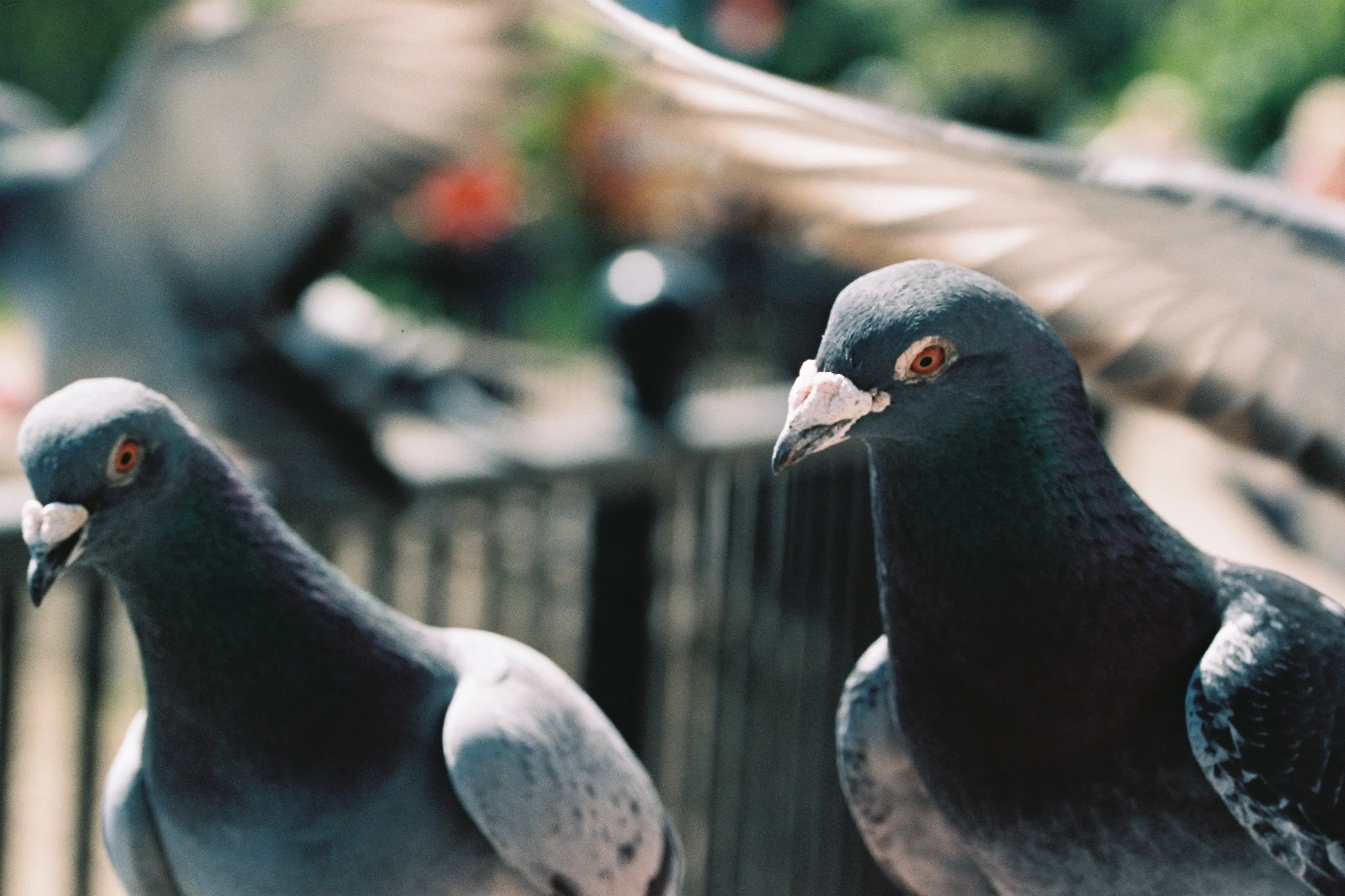 Pigeons