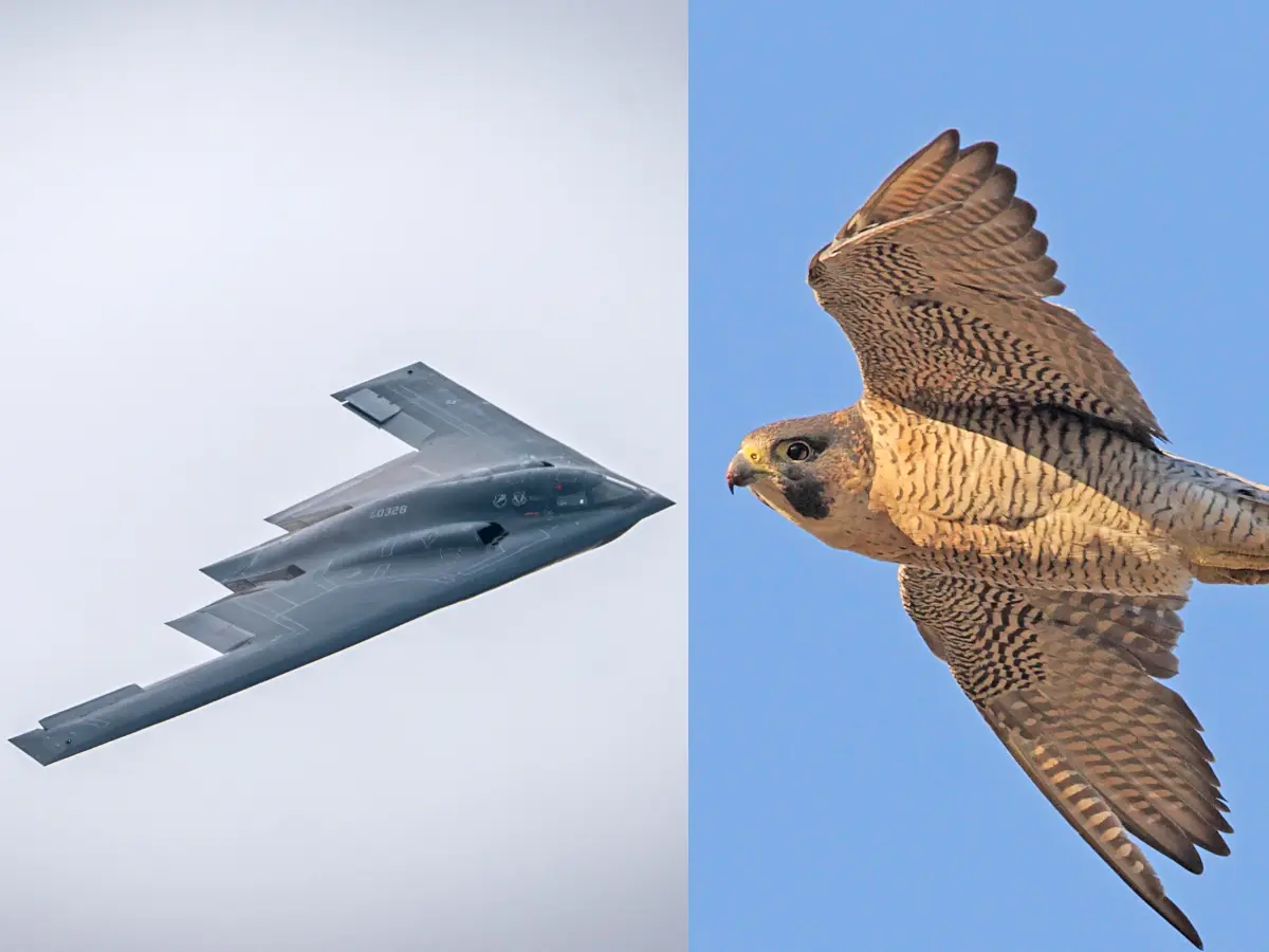 Meet Israeli bird that inspired B-2 stealth bomber, US used to hit Iran nuclear facilities – See photos inside