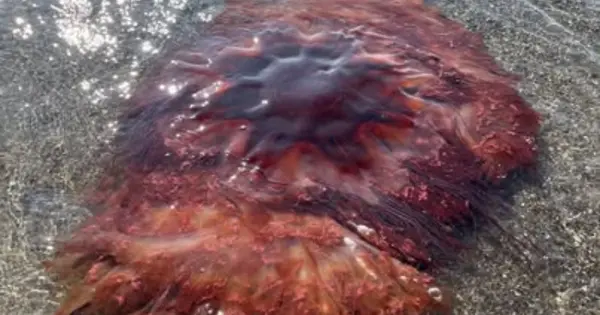 Giant Jellyfish Washes Ashore in Maine, Prompting Warnings