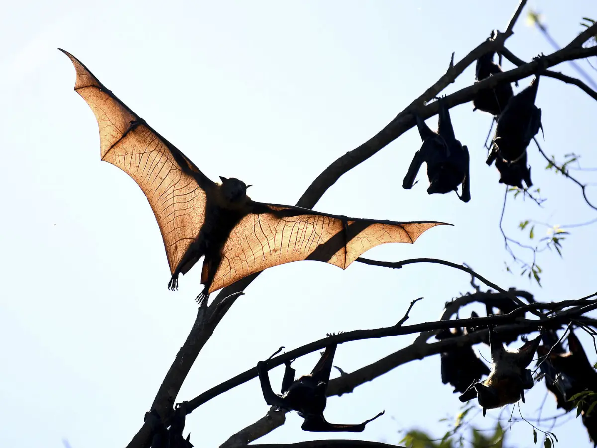 New ‘brain-inflaming’ bat viruses in China discovered: Can it infect people? Here's what we know New ‘brain-inflaming’ bat viruses in China discovered: Can it infect people? Here's what we know