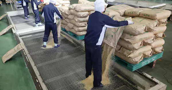 Japan Rice Prices Dip, Showing Tentative Signs of Recovery
