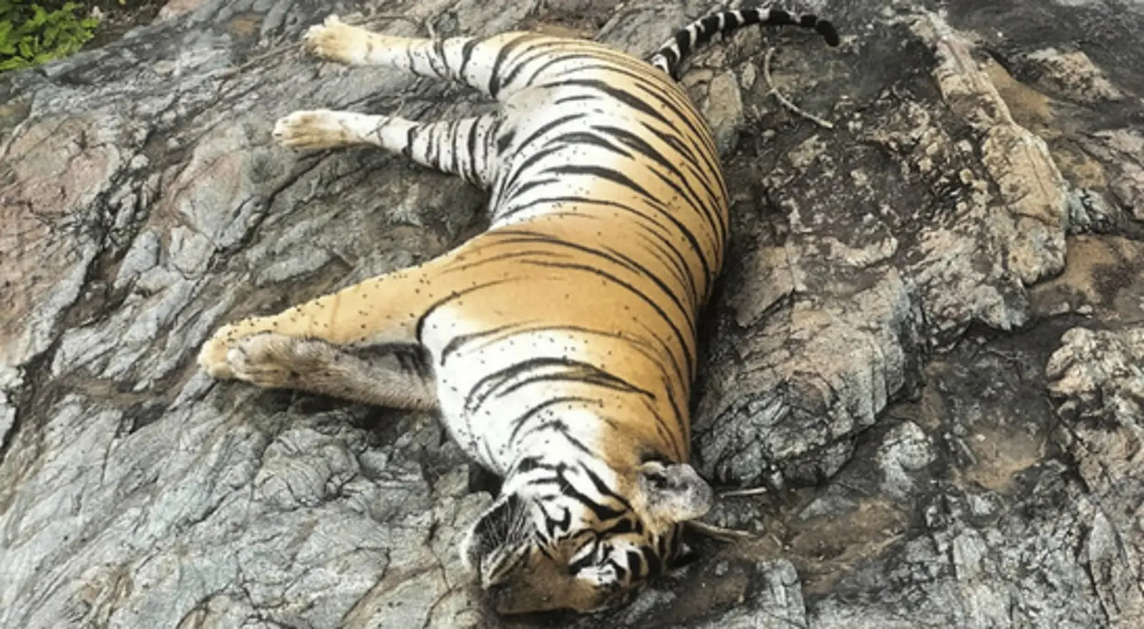 Tigress and her four cubs found dead in Karnataka wildlife sanctuary, Centre sets up SIT to probe