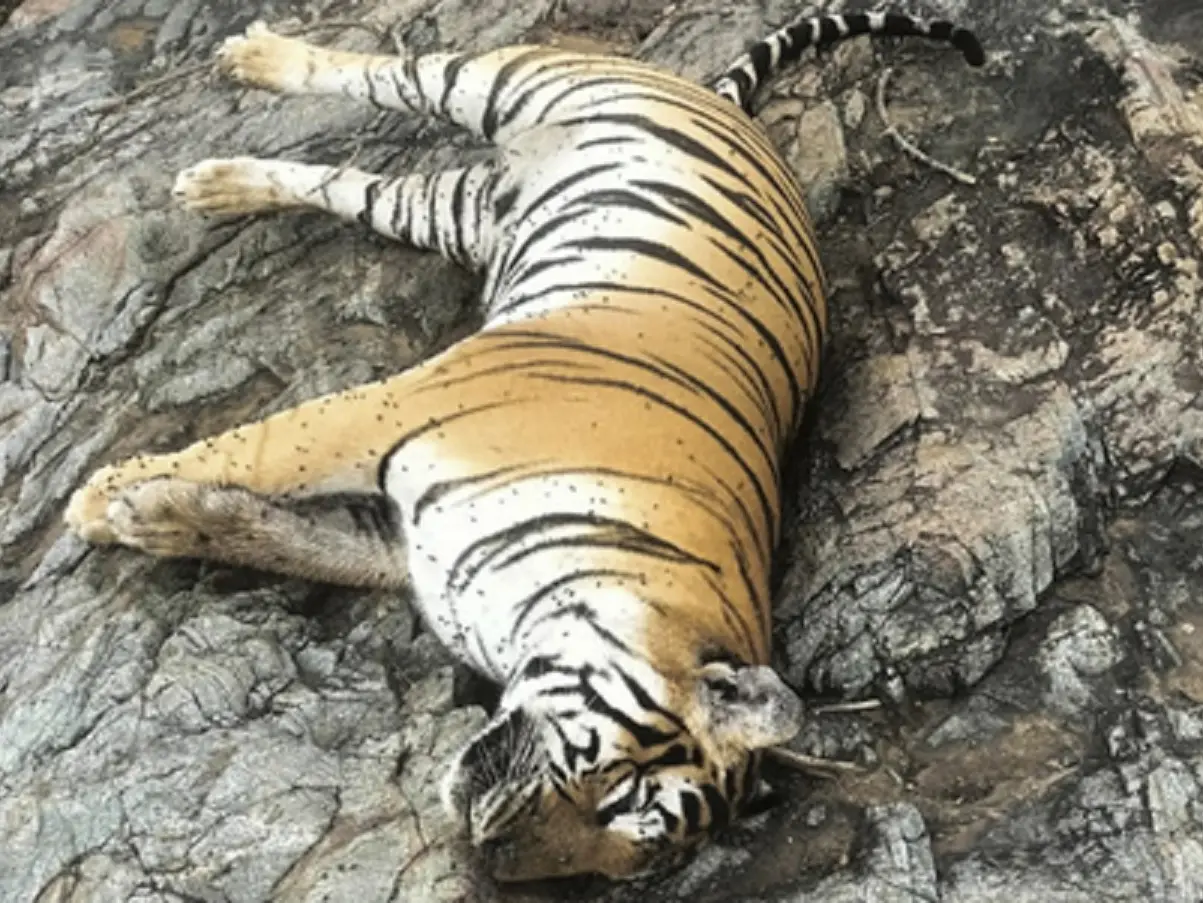 Tigress and her four cubs found dead in Karnataka wildlife sanctuary, Centre sets up SIT to probe Tigress and her four cubs found dead in Karnataka wildlife sanctuary, Centre sets up SIT to probe
