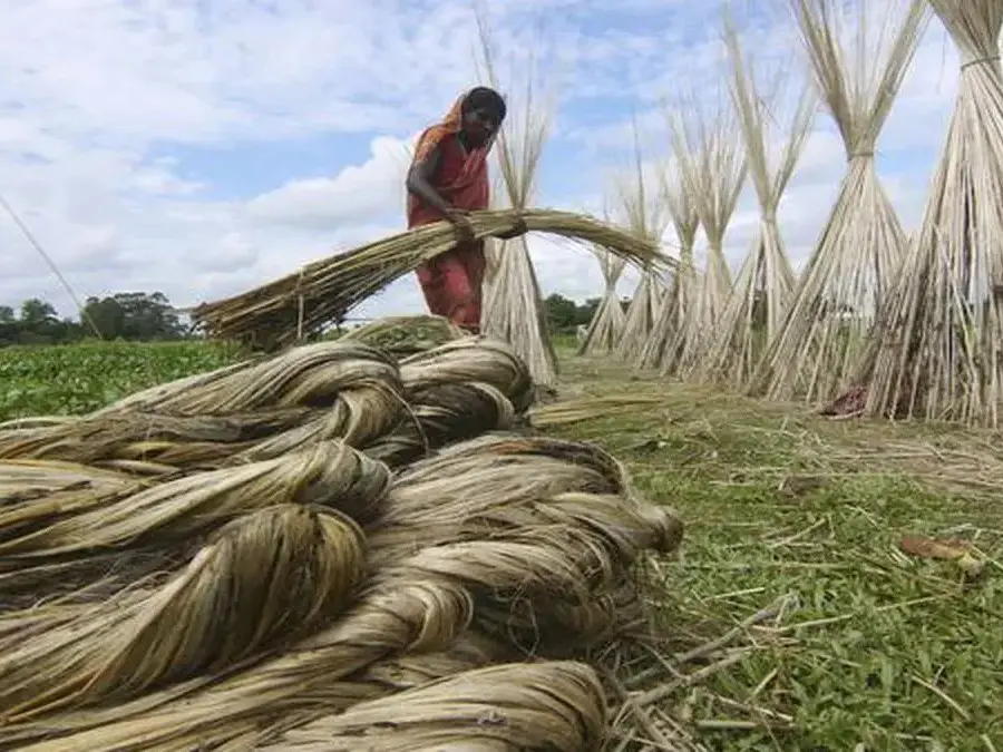 India restricts Bangladesh jute imports via land borders amid frayed ties India restricts Bangladesh jute imports via land borders amid frayed ties