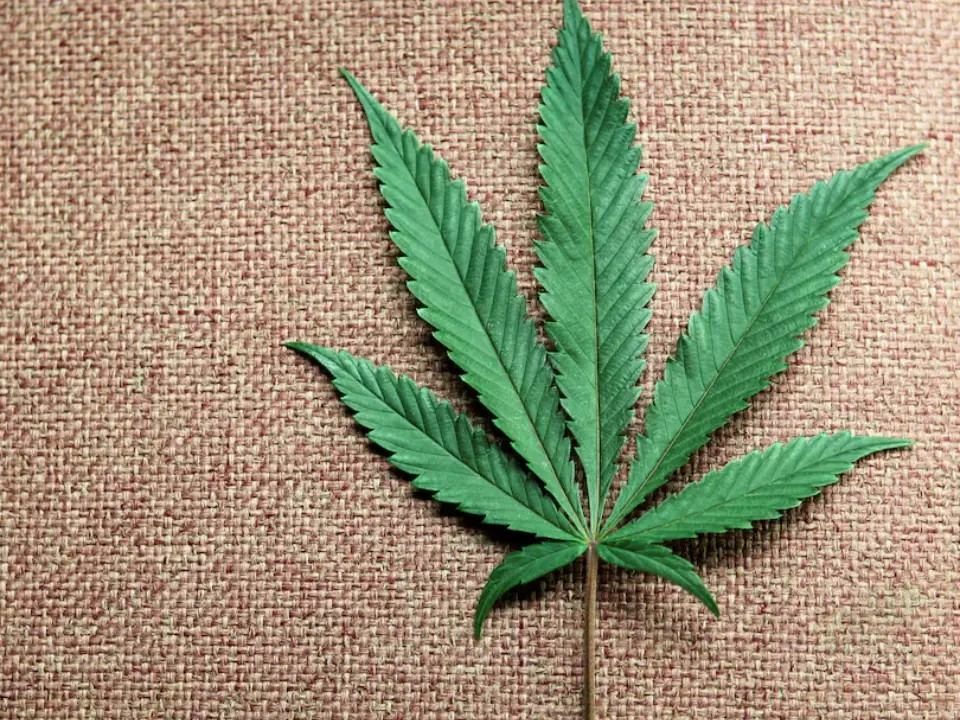 Why are more older adults turning to cannabis for health relief in the US?