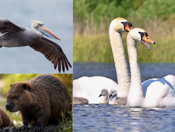 Nature’s lovebirds: 7 animal couples who stay together forever