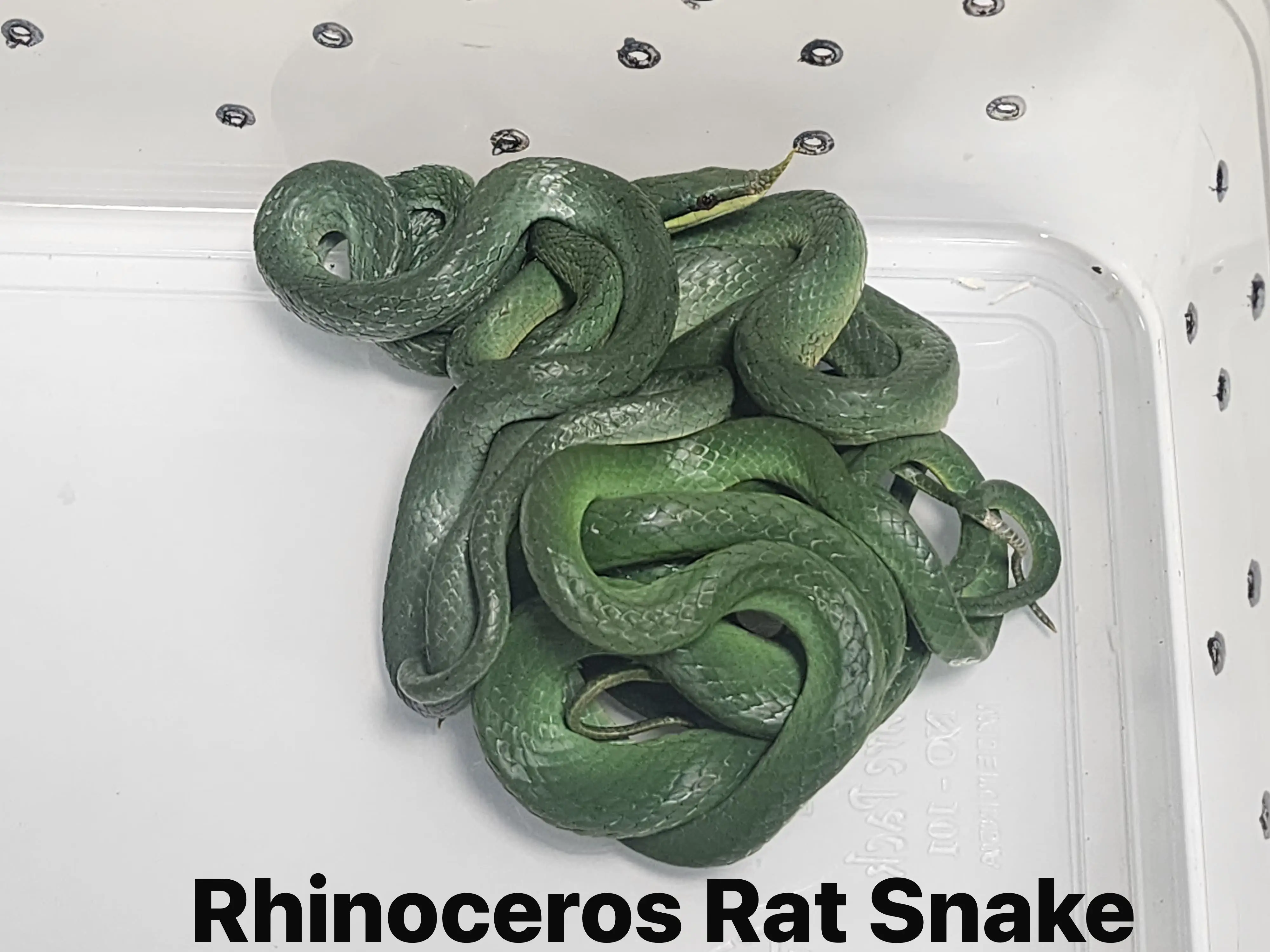 Snakes on a plane? Man travelling from Thailand to India busted with 16 live creepy-crawlies at Mumbai airport