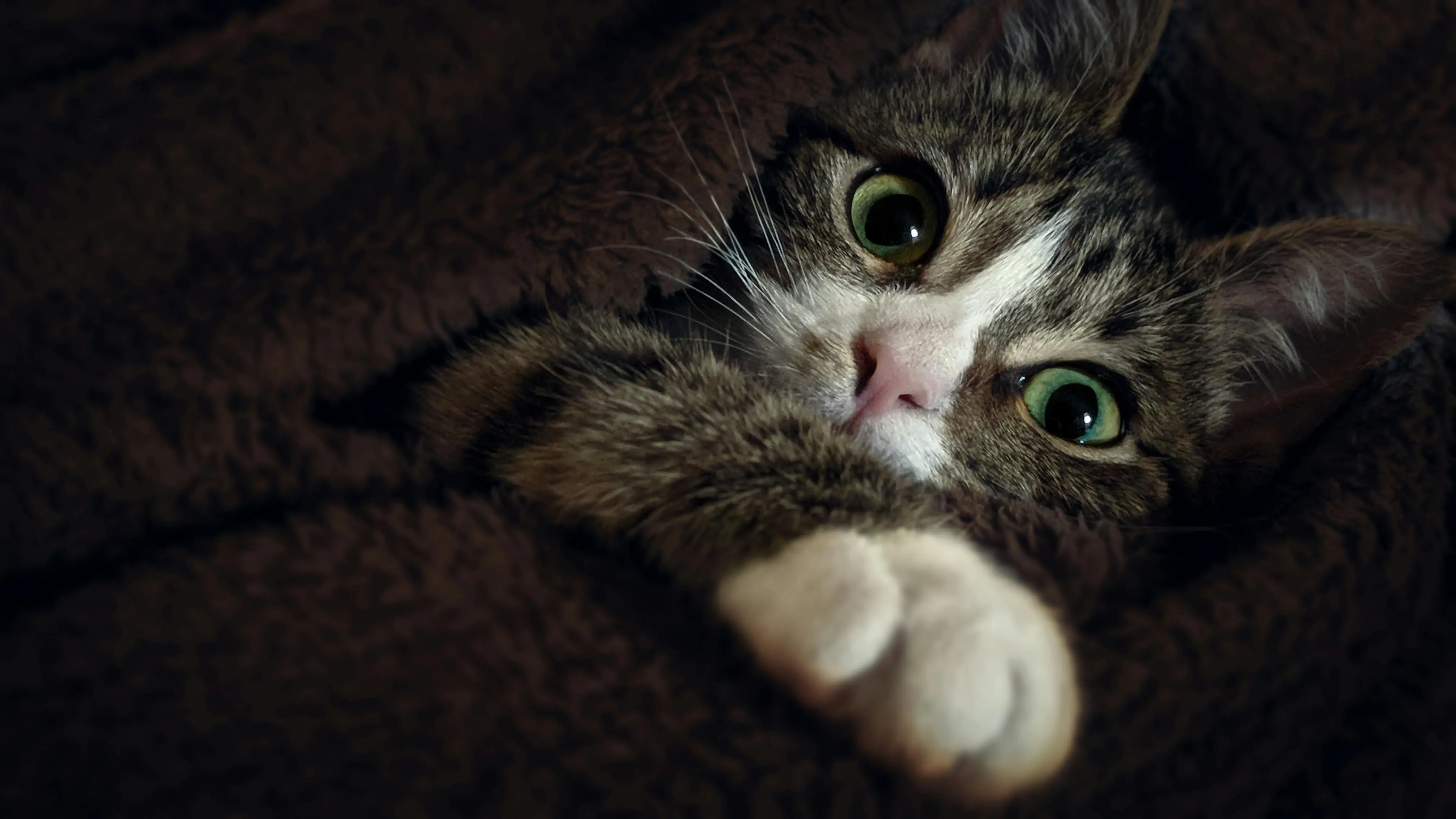 Why cats like 'making biscuits'