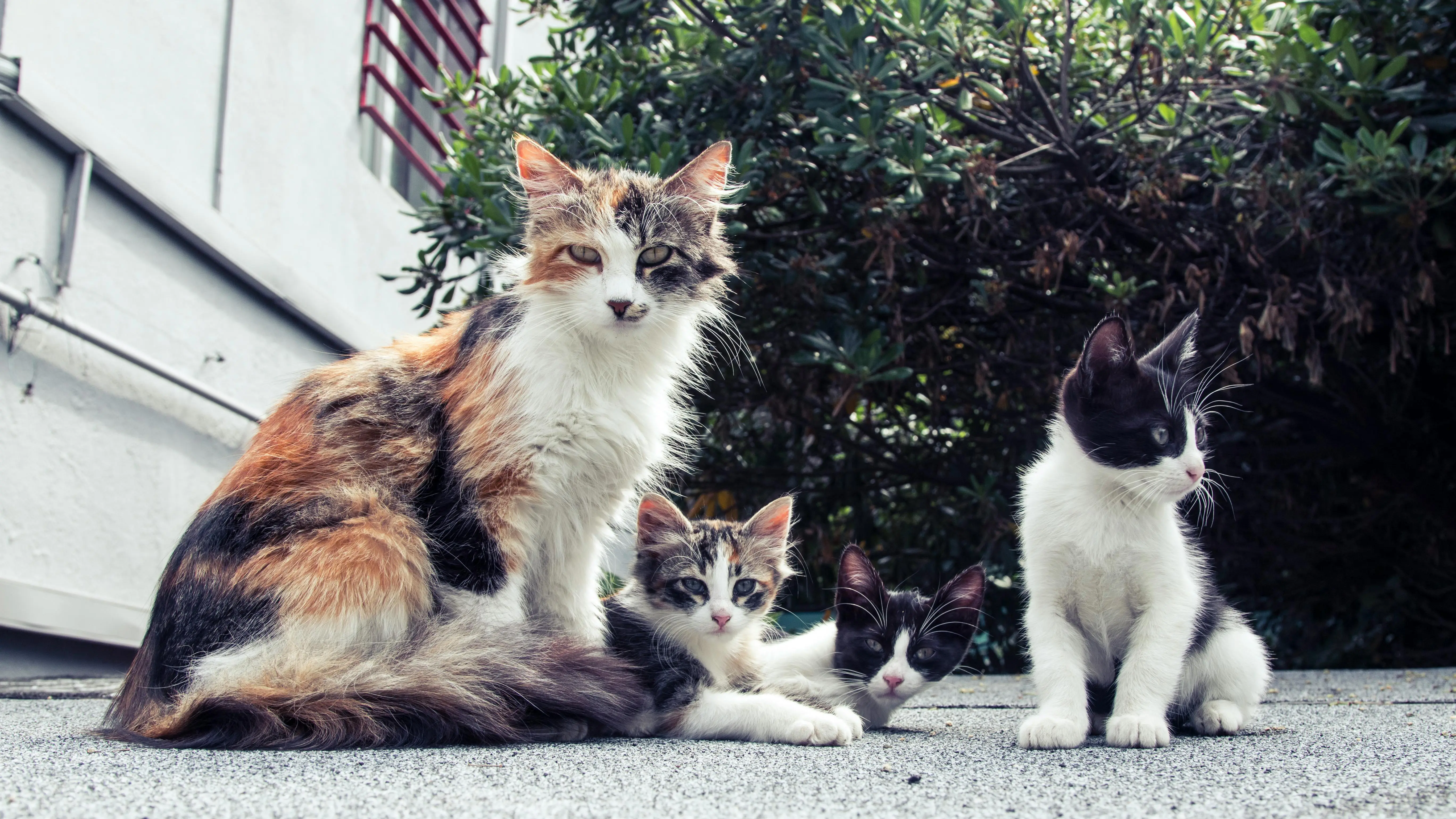Why your cat gave you a dead mouse as 'gift'