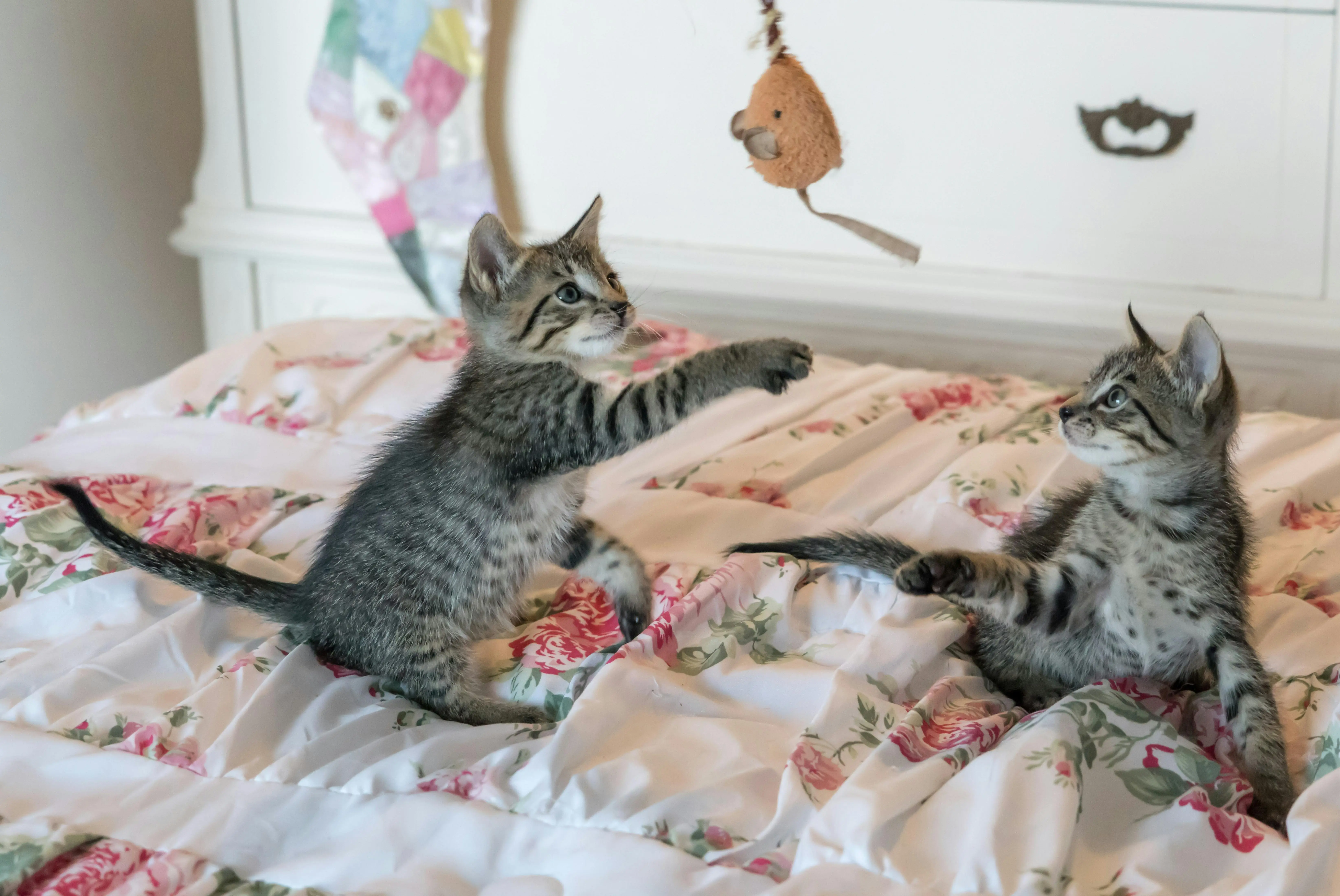 Why do cats Slow Blink?