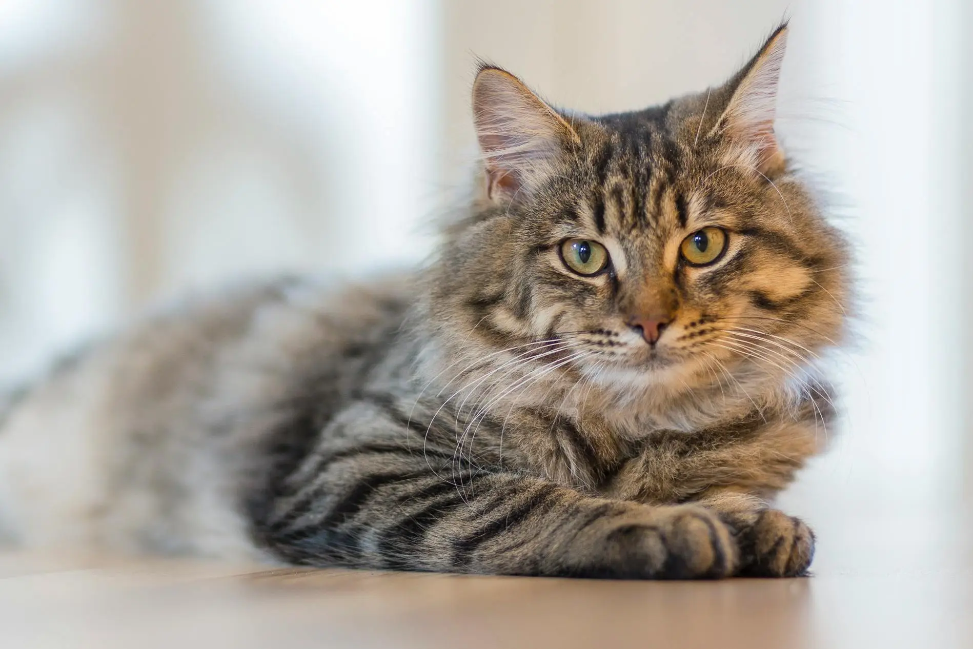 Cats and their obsession with Small Spaces