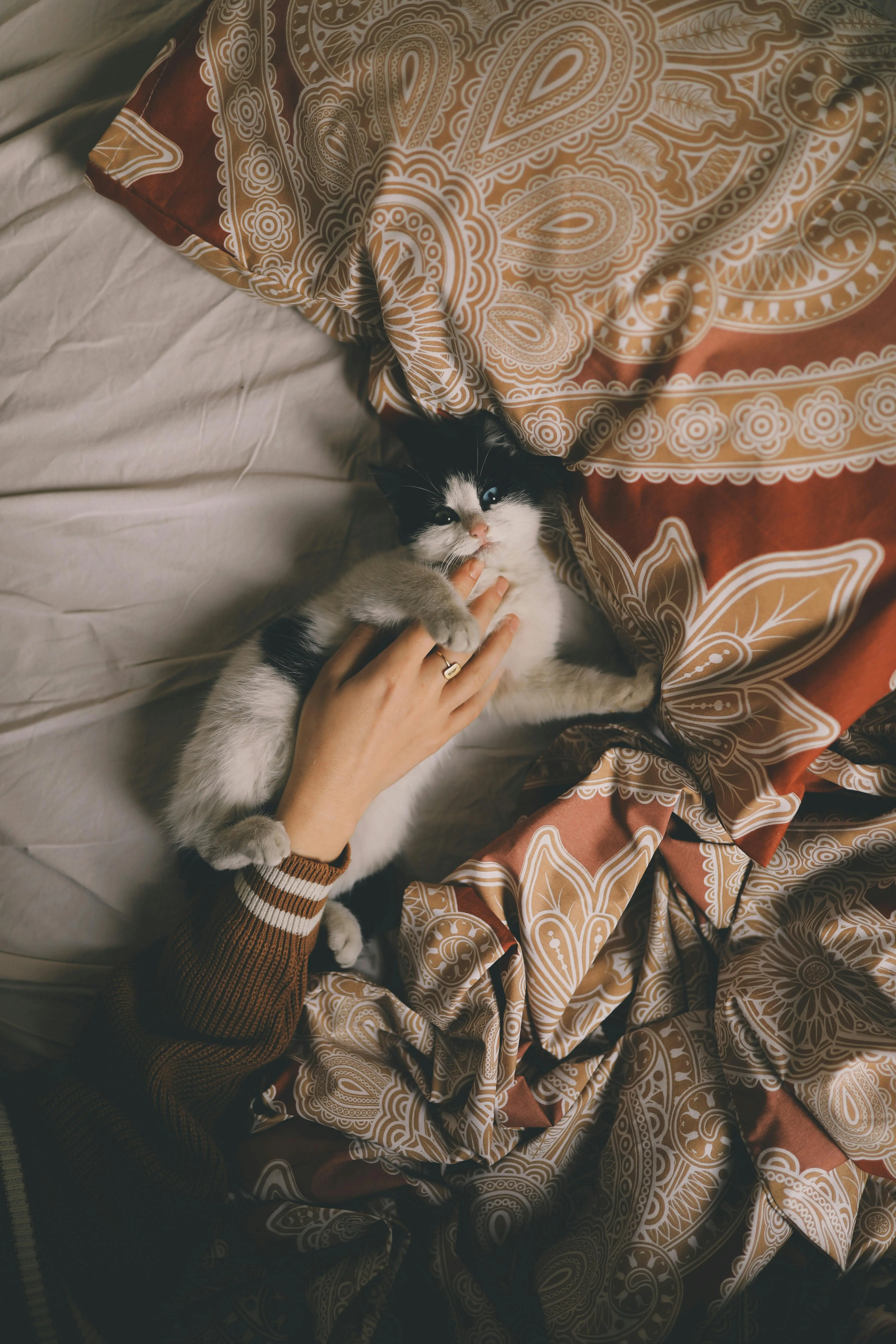 A cat's tail Tells All