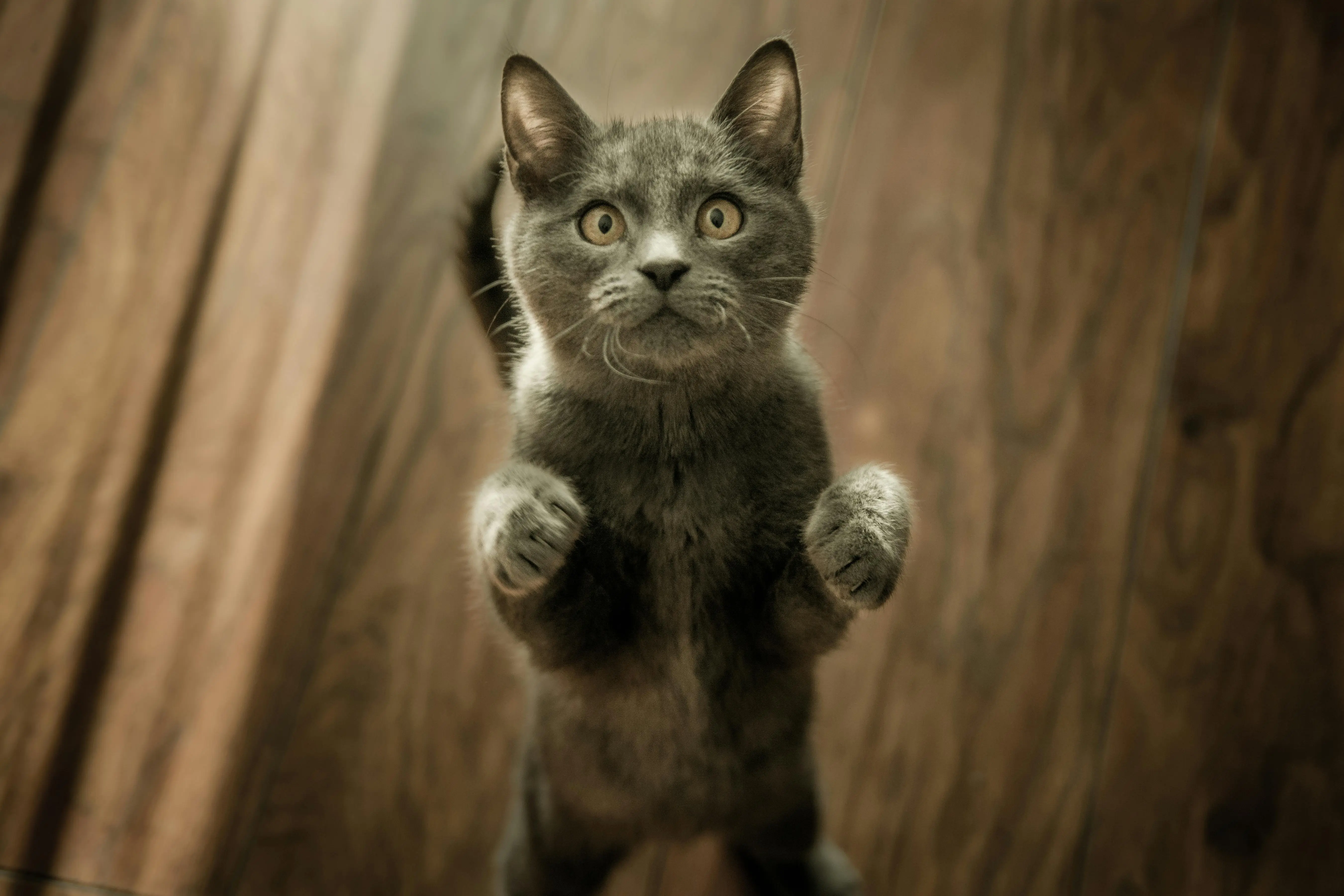 Why do cats slap random objects?
