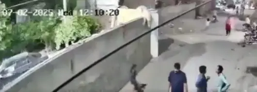 Watch: Pet lion escapes in Lahore, knocks down woman, injures children