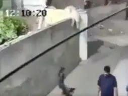 Watch: Pet lion escapes in Lahore, knocks down woman, injures children Watch: Pet lion escapes in Lahore, knocks down woman, injures children