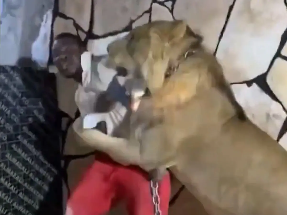 WATCH | Libyan firm owner releases his pet lion on employee for his amusement