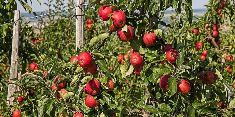 Plant trees, get ₹3 Lakh! This Indian state rolls out new scheme for women. Here's how to apply
