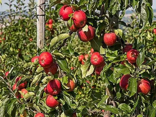 Plant trees, get ₹3 Lakh! This Indian state rolls out new scheme for women. Here's how to apply Plant trees, get ₹3 Lakh! This Indian state rolls out new scheme for women. Here's how to apply