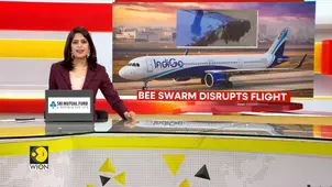 India: Bees delay Jaipur-bound IndiGo flight by an hour 