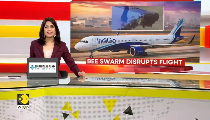 India: Bees delay Jaipur-bound IndiGo flight by an hour 