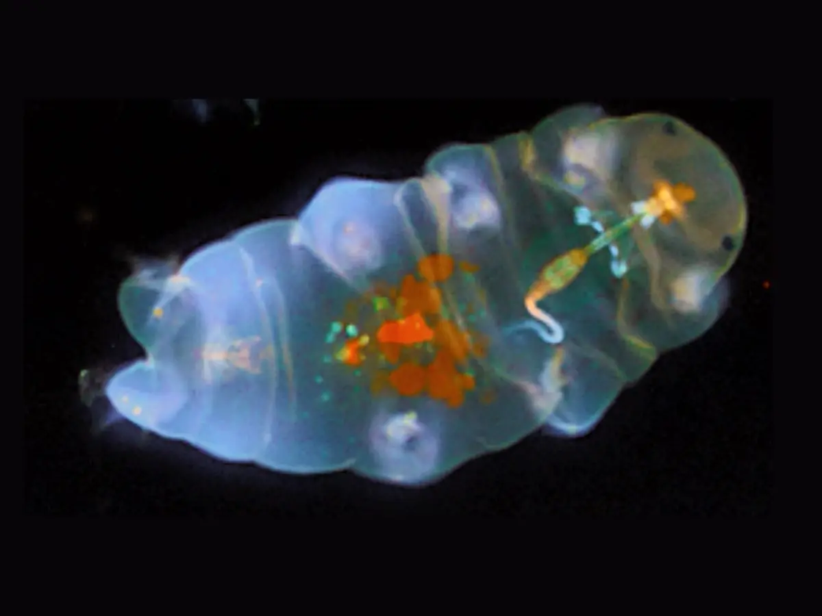 Tardigrade Biology