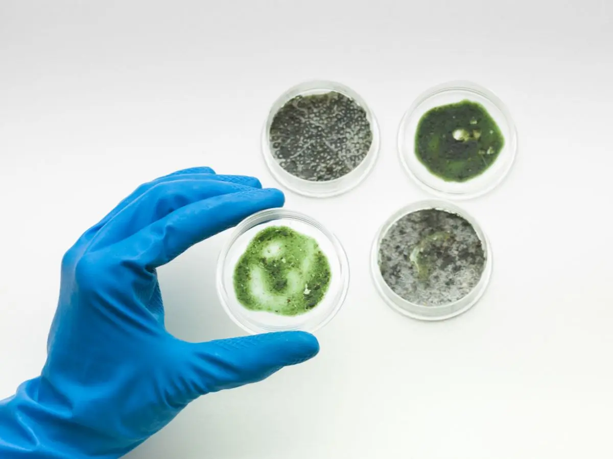 Microbial Growth in Space