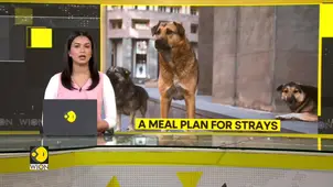 India: Bengaluru's stray dogs to get daily chicken and rice