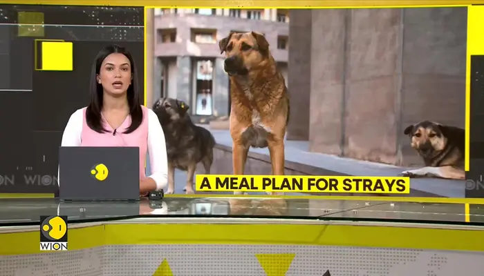 India: Bengaluru's stray dogs to get daily chicken and rice
