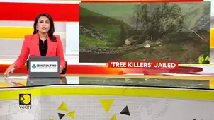 Two men jailed over ‘senseless’ destruction of iconic Sycamore Gap Tree