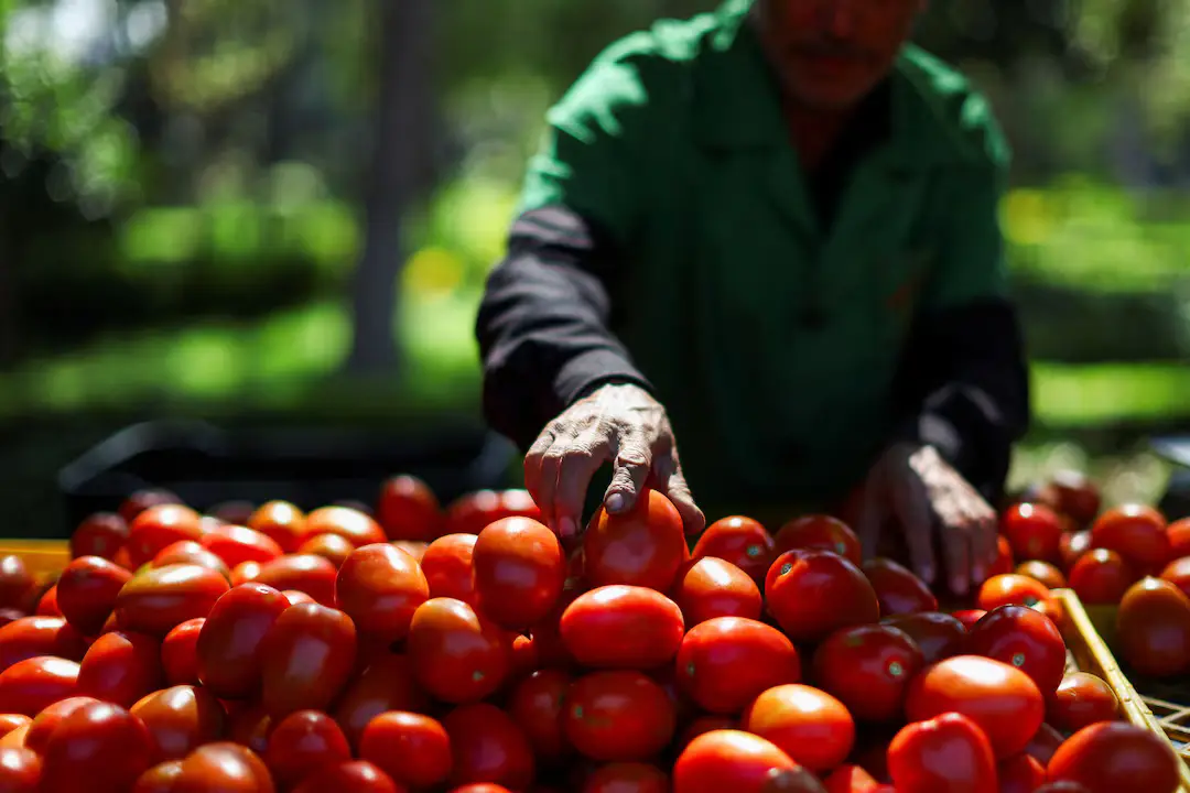 US imposes 17% tariff on Mexican tomatoes, ending 2019 trade deal