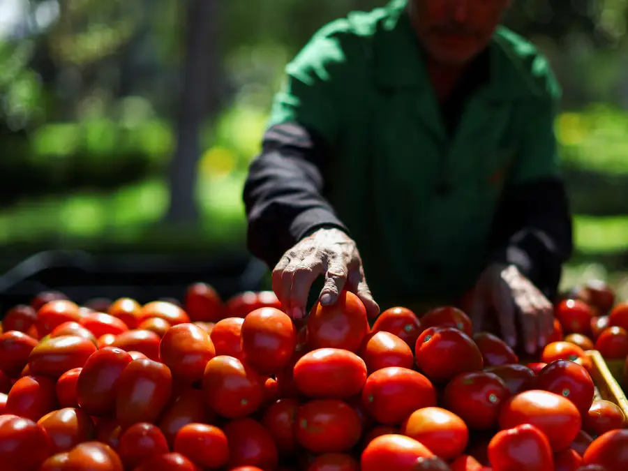 US imposes 17% tariff on Mexican tomatoes, ending 2019 trade deal