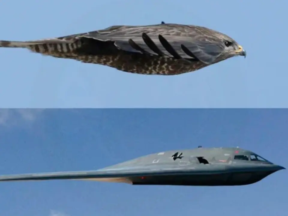Nature's inspiration: How birds helped design the fighter jet