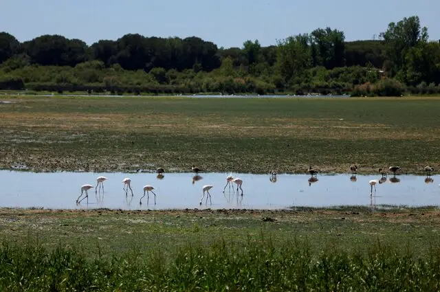 Global wetlands disappearing at alarming rate, threatening $39 trillion in economic losses