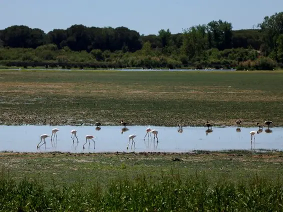 Global wetlands disappearing at alarming rate, threatening $39 trillion in economic losses Global wetlands disappearing at alarming rate, threatening $39 trillion in economic losses